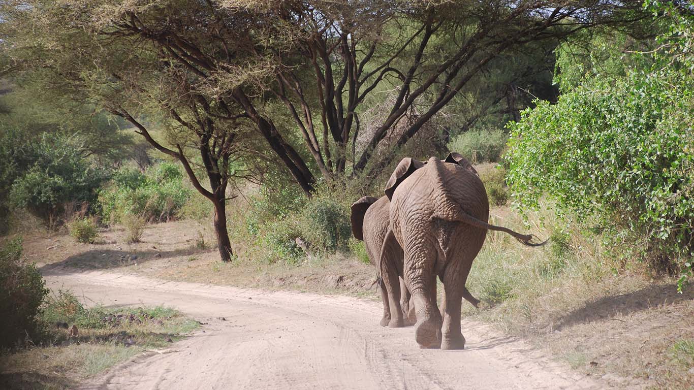 Tarangire National Park
