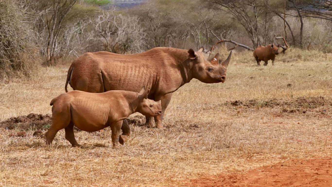Mkomazi National Park